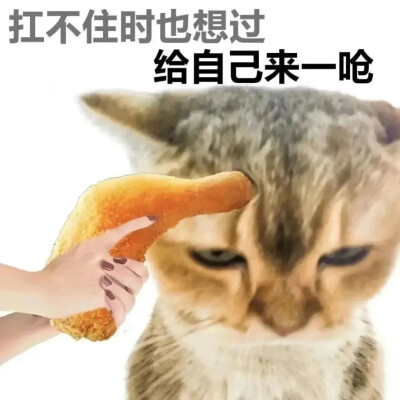 猫猫表情包