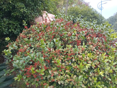 秋景秋韵欣赏：无刺枸骨的果实红了，红得耀眼！