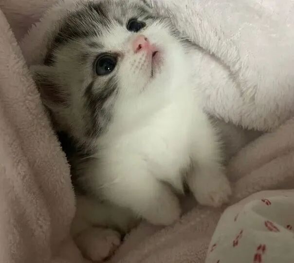 我是不会放弃收集这种图片的