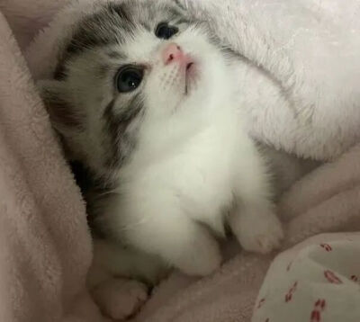 我是不会放弃收集这种图片的