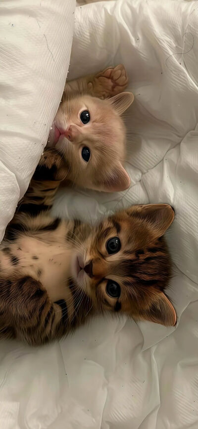 我是不会放弃收集这种图片的