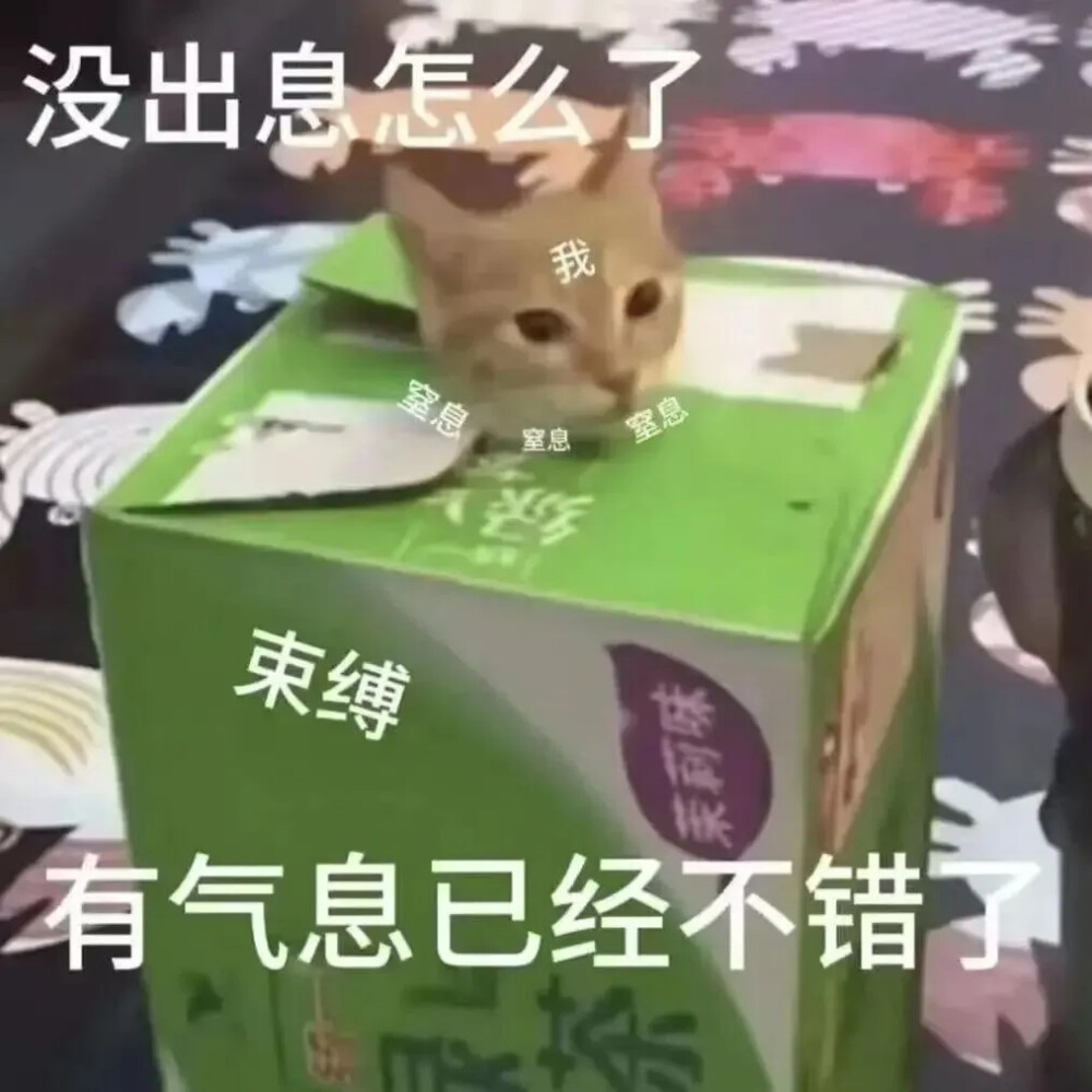 猫猫表情包
