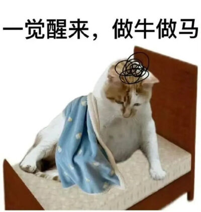 猫猫表情包