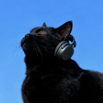 头像，动物，搞怪
