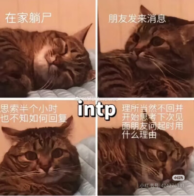 intp梗图