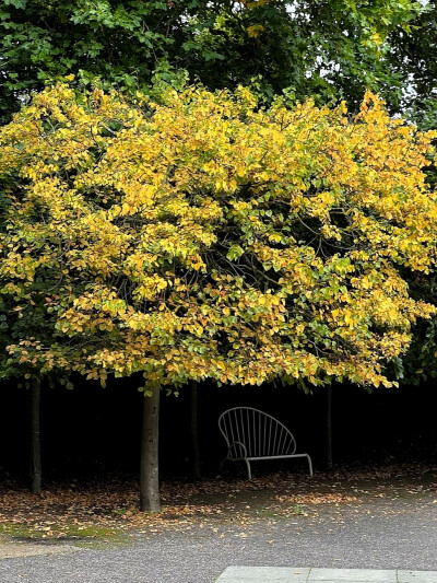日常
蔓草绿幕浸苔痕