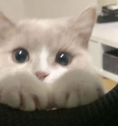 我是不会放弃收集这种图片的