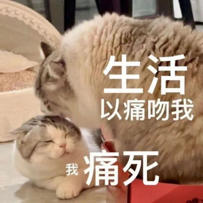 猫猫表情包