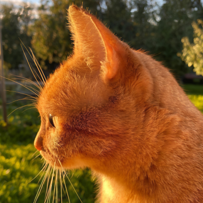 我是不会放弃收集这种图片的