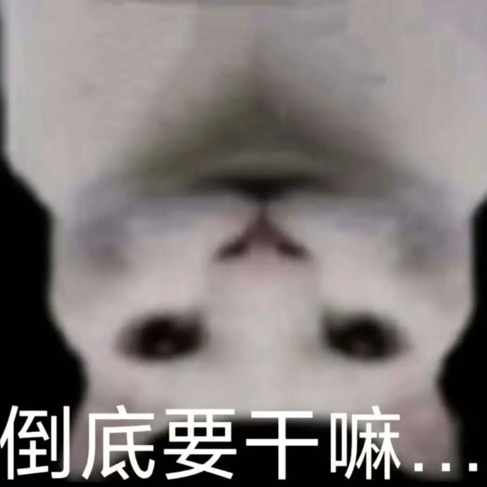猫猫表情包