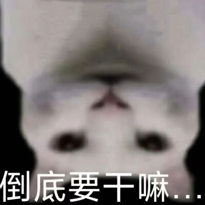 猫猫表情包
