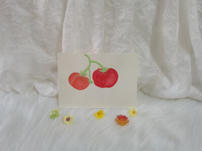 48 西红柿（绘画 | 水彩 | 果花甘05）
2018.10.04
夏天和秋天都记住了它的模样。西红柿有着青硬的青春，渐渐地汁液中沸腾晚霞，种子排列出星星图。
橙红的，尚于生涩中摸索酸甜的配比；红艳艳的，已经足够沉甸。
带…