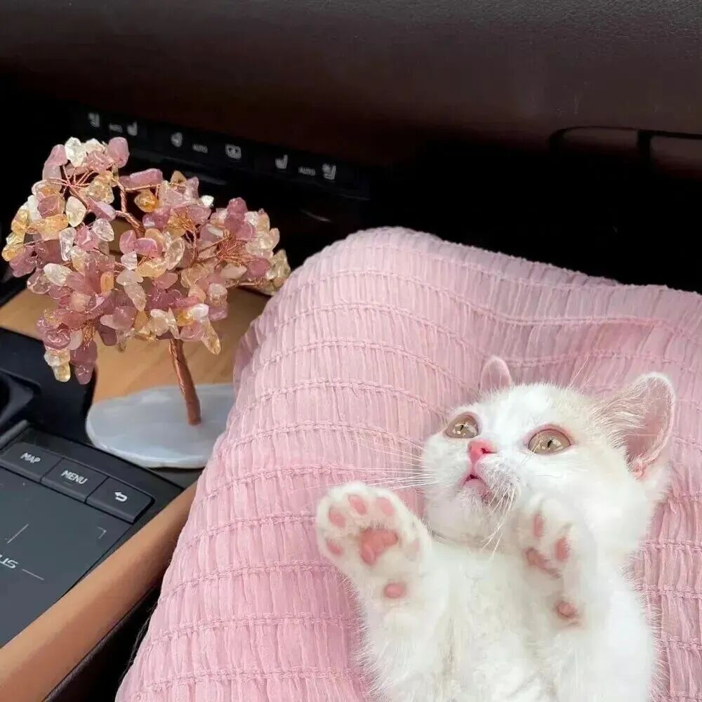 我是不会放弃收集这种图片的