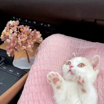 我是不会放弃收集这种图片的