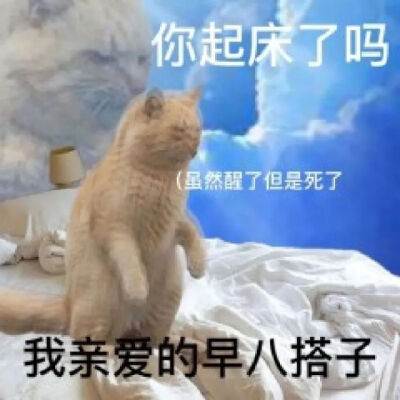 猫猫表情包