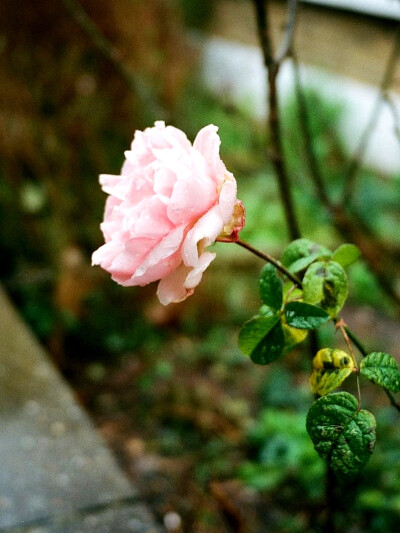 日常
蔓草绿幕浸苔痕