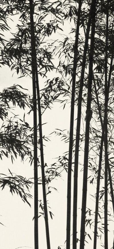 竹子壁纸