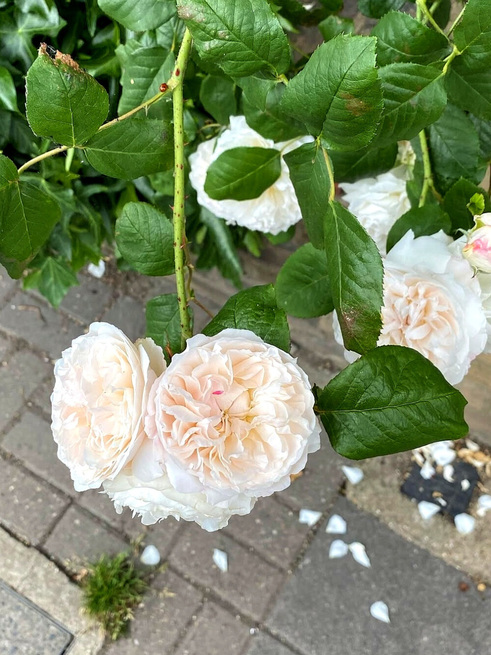 日常
蔓草绿幕浸苔痕