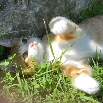 我是不会放弃收集这种图片的