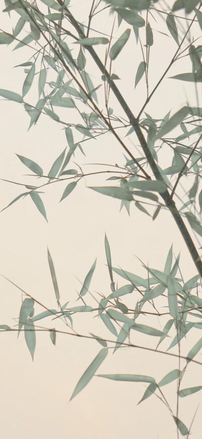 竹子壁纸