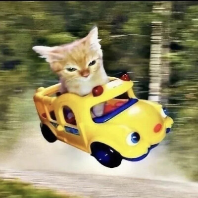 头像，动物，搞怪
