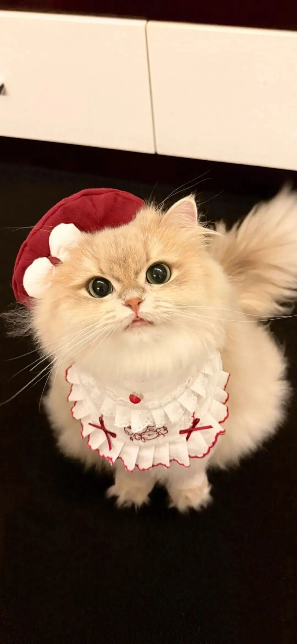 我是不会放弃收集这种图片的