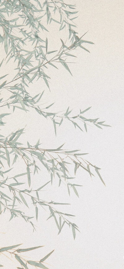 竹子壁纸