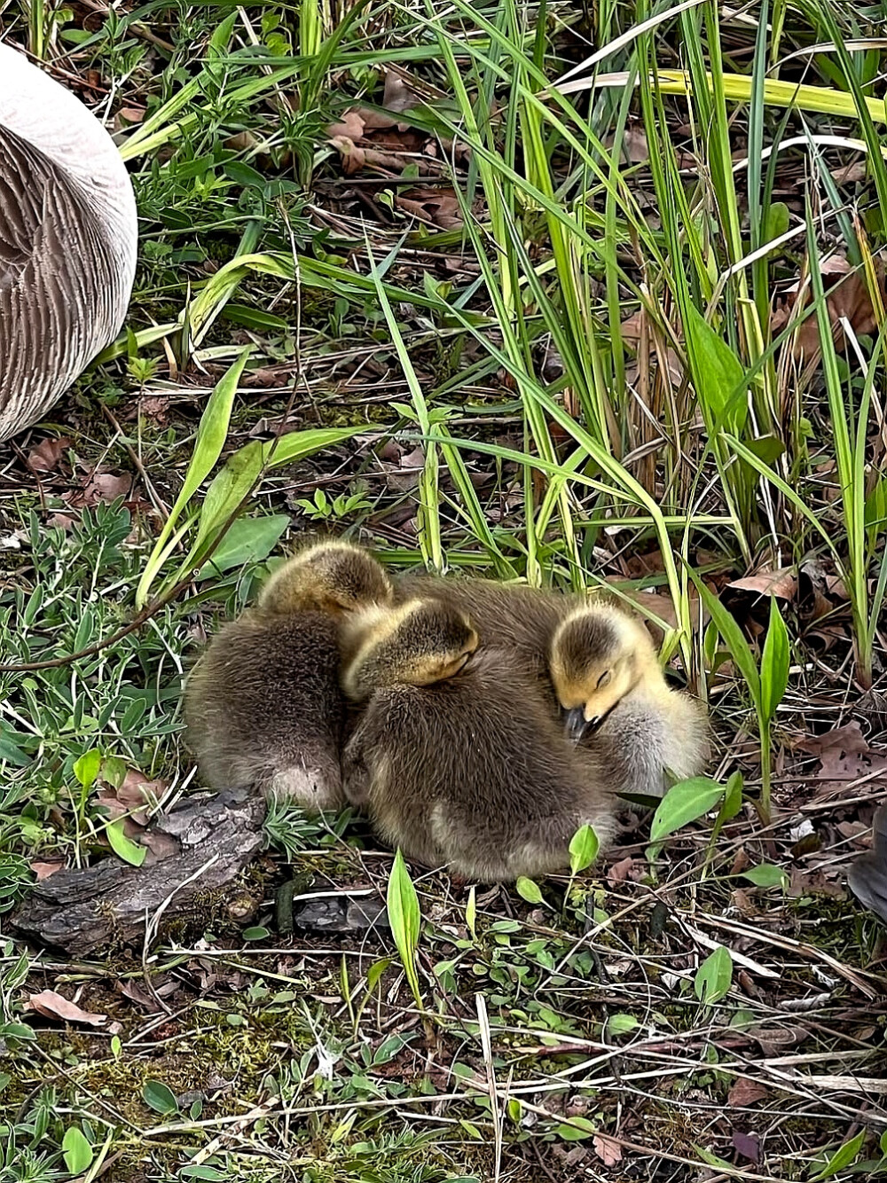 日常
蔓草绿幕浸苔痕