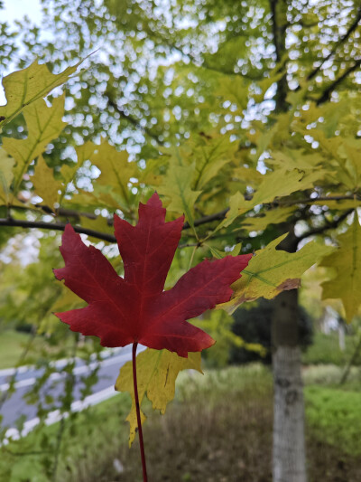 花朵，风景，原创