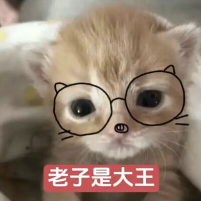 小猫