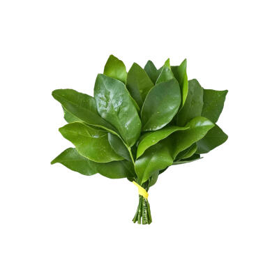 柚子叶白底头像
图源小红地瓜 喵了个图