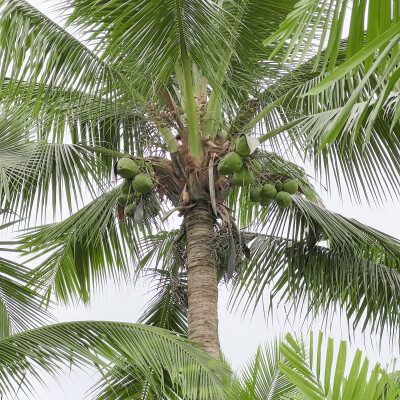 1、意外获得并摄入美丽花朵小蛋糕一枚，猜猜我选了哪个颜色？
2、面饼+鱼丸=猫爪
3、菜地的大滨菊死于2025年夏季的高温干旱。
4、真想把世界上所有可爱小猫咪的头都嗦一遍！
5、杂货铺老板养了两只大鹅。
6、爱吃草…