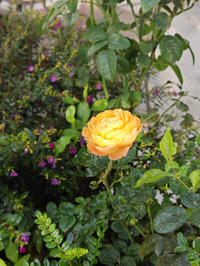 花朵，风景，原创