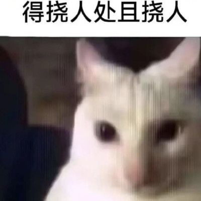 猫猫表情包
