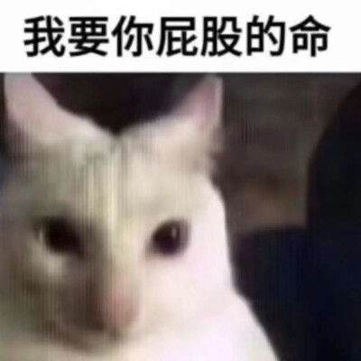 猫猫表情包