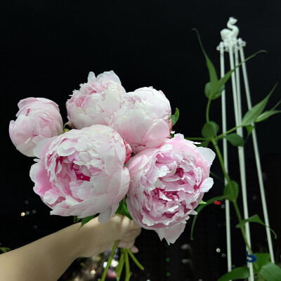 1、意外获得并摄入美丽花朵小蛋糕一枚，猜猜我选了哪个颜色？
2、面饼+鱼丸=猫爪
3、菜地的大滨菊死于2025年夏季的高温干旱。
4、真想把世界上所有可爱小猫咪的头都嗦一遍！
5、杂货铺老板养了两只大鹅。
6、爱吃草…