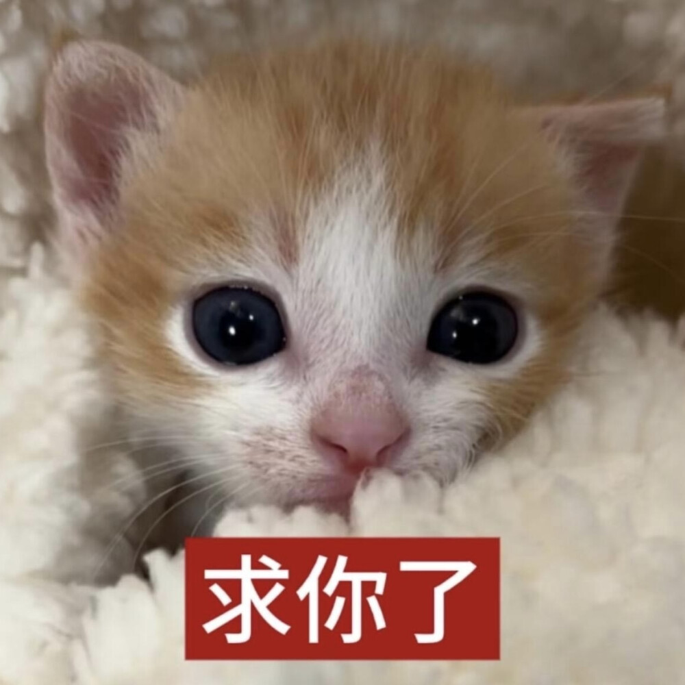 小猫