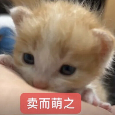 小猫