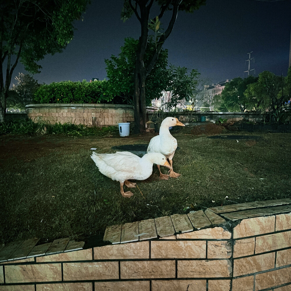 1、意外获得并摄入美丽花朵小蛋糕一枚，猜猜我选了哪个颜色？
2、面饼+鱼丸=猫爪
3、菜地的大滨菊死于2025年夏季的高温干旱。
4、真想把世界上所有可爱小猫咪的头都嗦一遍！
5、杂货铺老板养了两只大鹅。
6、爱吃草莓，爱吃蓝莓。
7、深圳竟然可以种出椰子了，我认为我现在最紧急需要学会的技能是爬树。
8、每年的芍药啊，祝我们每年都能抱住一把芍药仔细欣赏。
9、好好好，老板很会写标语。