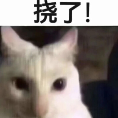 猫猫表情包