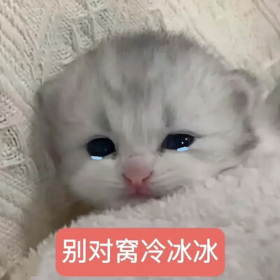 小猫