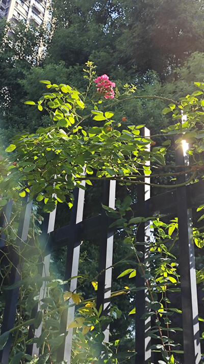 花朵，风景，原创