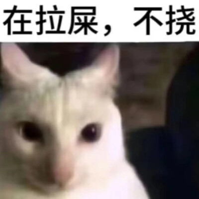 猫猫表情包