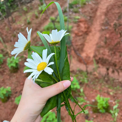 1、意外获得并摄入美丽花朵小蛋糕一枚，猜猜我选了哪个颜色？
2、面饼+鱼丸=猫爪
3、菜地的大滨菊死于2025年夏季的高温干旱。
4、真想把世界上所有可爱小猫咪的头都嗦一遍！
5、杂货铺老板养了两只大鹅。
6、爱吃草…