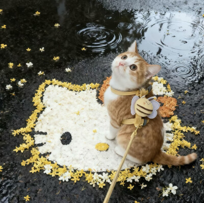 自截背景图 拿图点赞关注