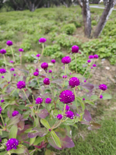 花朵，风景，原创