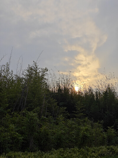 花朵，风景，原创