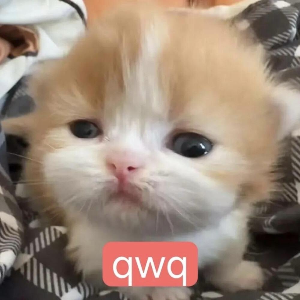 小猫