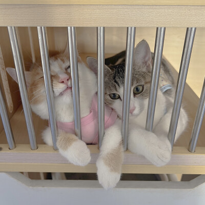 1、意外获得并摄入美丽花朵小蛋糕一枚，猜猜我选了哪个颜色？
2、面饼+鱼丸=猫爪
3、菜地的大滨菊死于2025年夏季的高温干旱。
4、真想把世界上所有可爱小猫咪的头都嗦一遍！
5、杂货铺老板养了两只大鹅。
6、爱吃草…