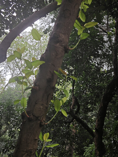 花朵，风景，原创